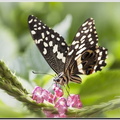 Schmetterling IMG 5900