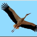 Abensberger Storch