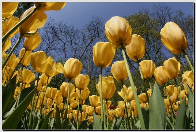Tulpen aus Amsterdam.jpg